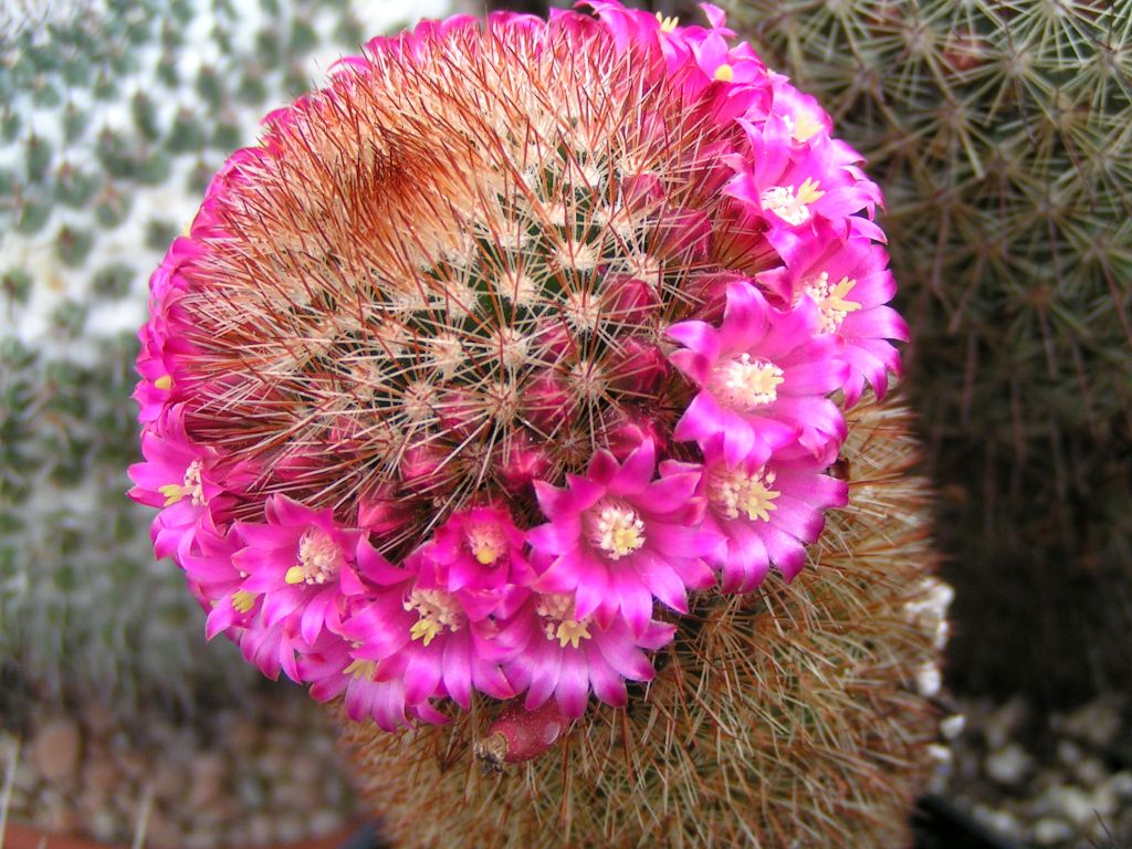 Mammillaria pilcayensis v. chrysodactyla